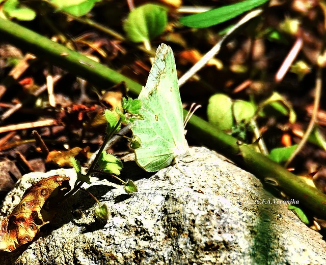 Gonepteryx rhamni - citromlepke