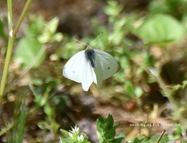 Pieris rapae - répalepke