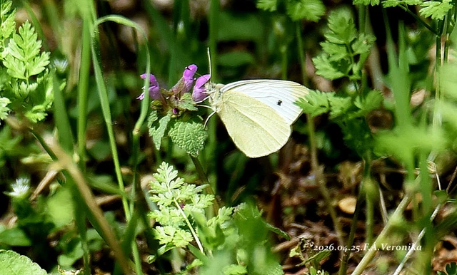 Pieris rapae - répalepke