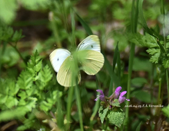 Pieris rapae - répalepke