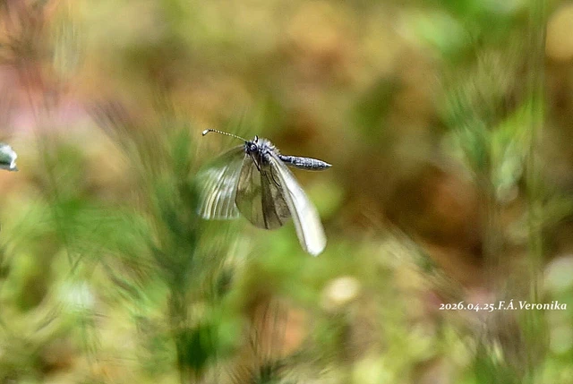 Leptidea