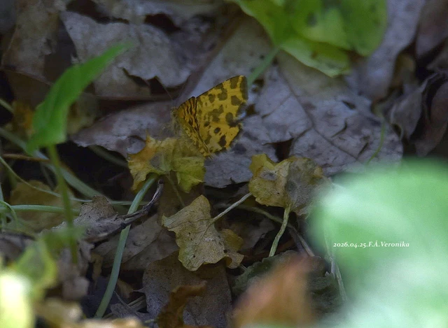 Pseudopanthera macularia - párducfoltos araszoló