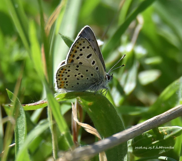 Lycaena tityrus - barna tűzlepke