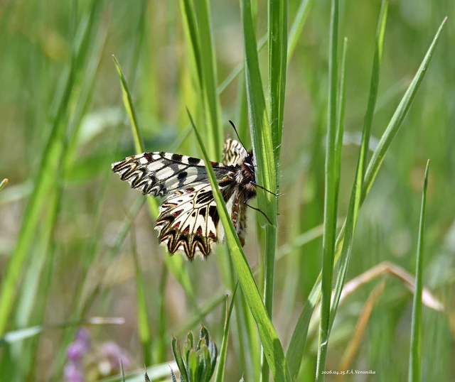 Zerynthia polyxena - farkasalmalepke