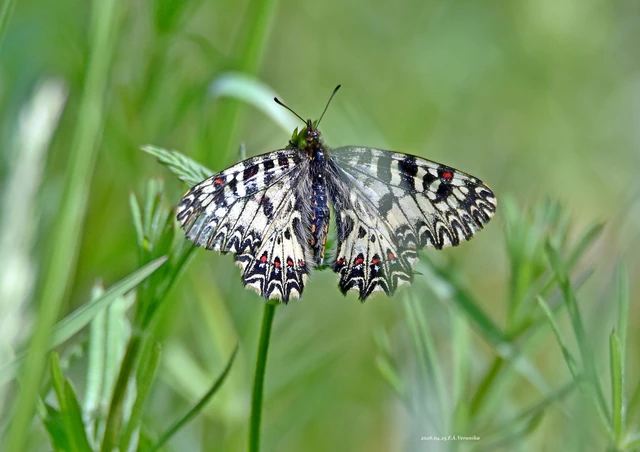Zerynthia polyxena - farkasalmalepke