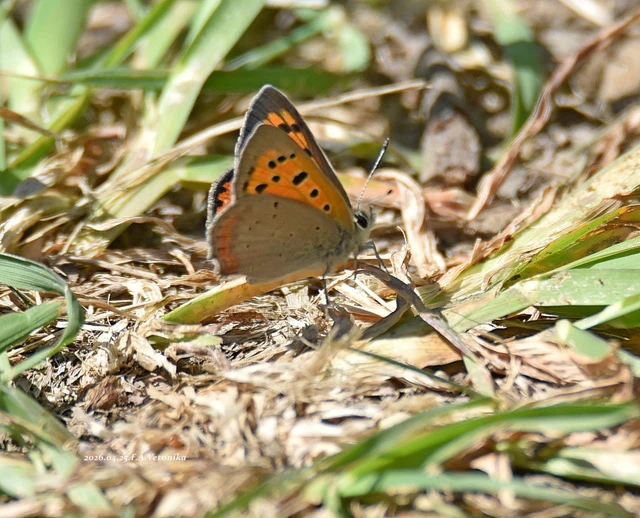 Lycaena phlaeas - közönséges tűzlepke