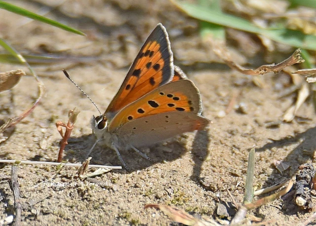 Lycaena phlaeas - közönséges tűzlepke