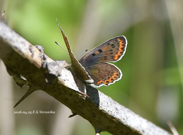 Lycaena tityrus - barna tűzlepke