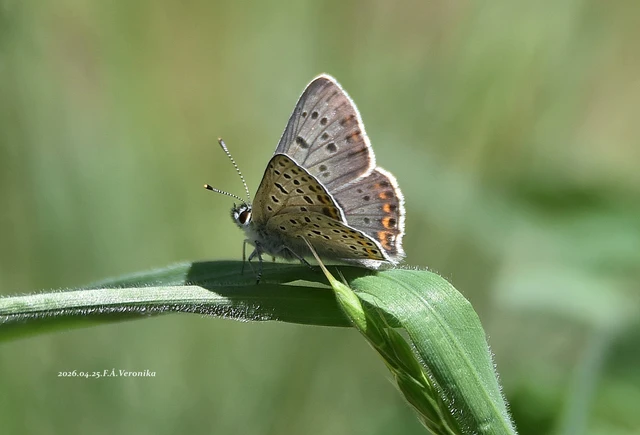 Lycaena tityrus - barna tűzlepke
