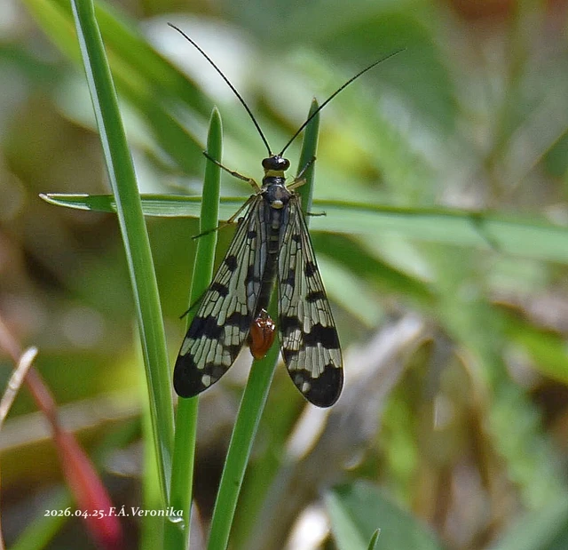 Panorpa communis/vulgaris
