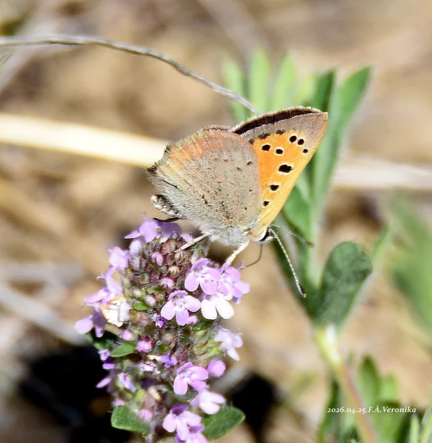 Lycaena phlaeas - közönséges tűzlepke