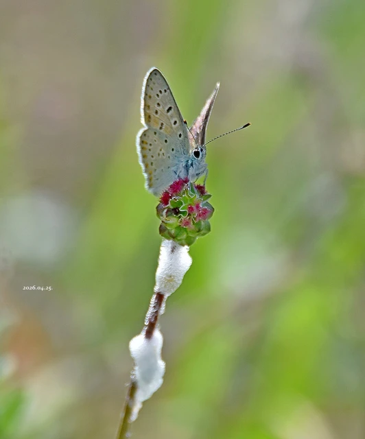 Lycaena tityrus - barna tűzlepke
