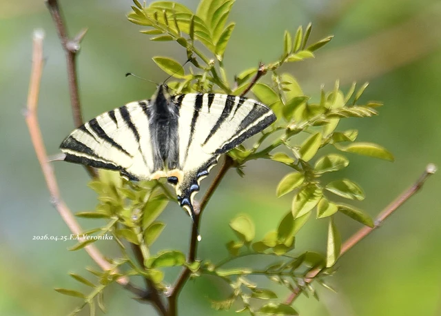 Iphiclides podalirius - kardoslepke