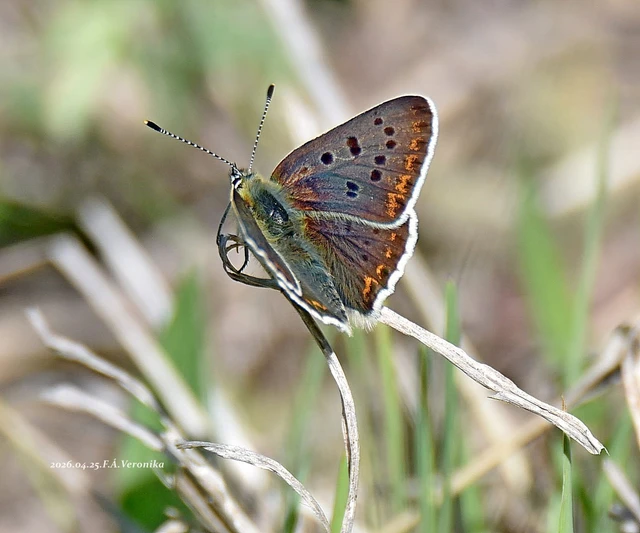 Lycaena tityrus - barna tűzlepke