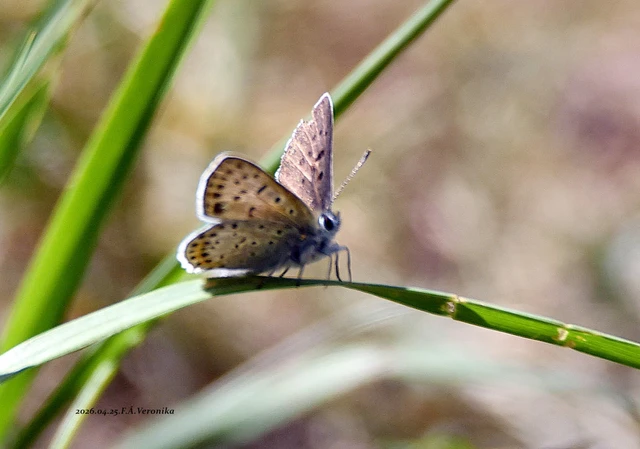 Lycaena tityrus - barna tűzlepke