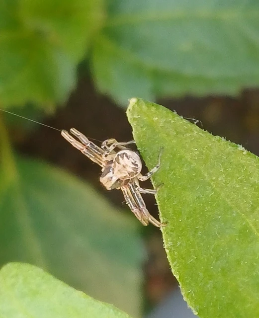 Xysticus