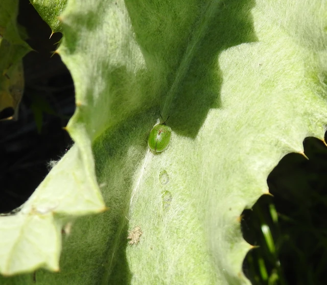 Cassida rubiginosa - lapos pajzsbogár