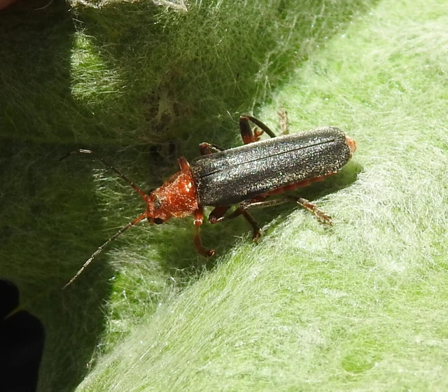 Cantharis livida - mezei lágybogár