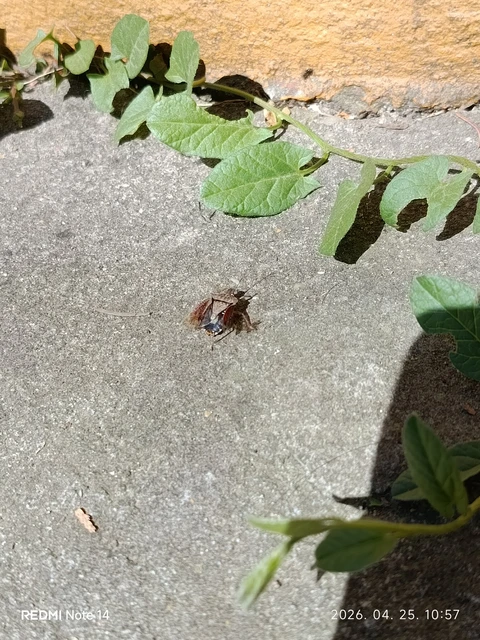 Halyomorpha halys - ázsiai márványospoloska