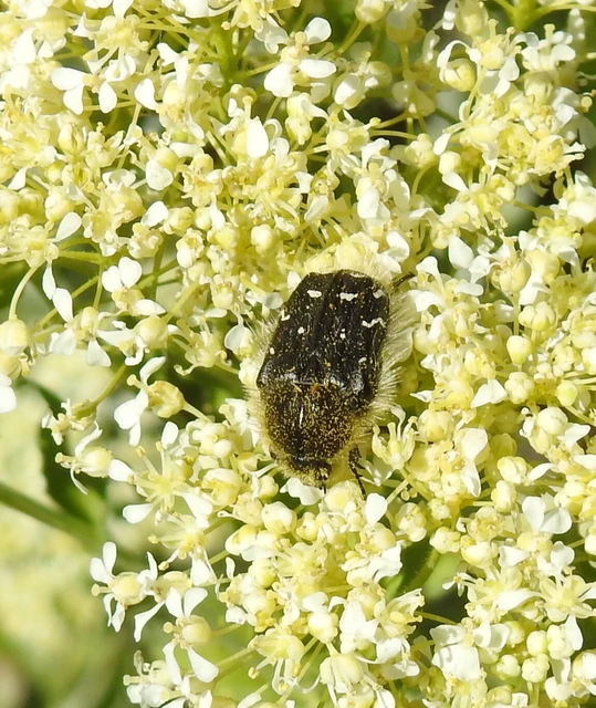 Tropinota hirta - bundás virágbogár