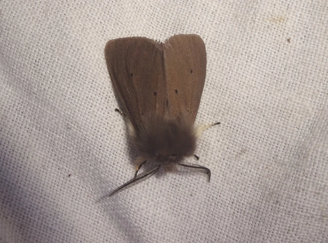 Diaphora mendica - felemás medvelepke