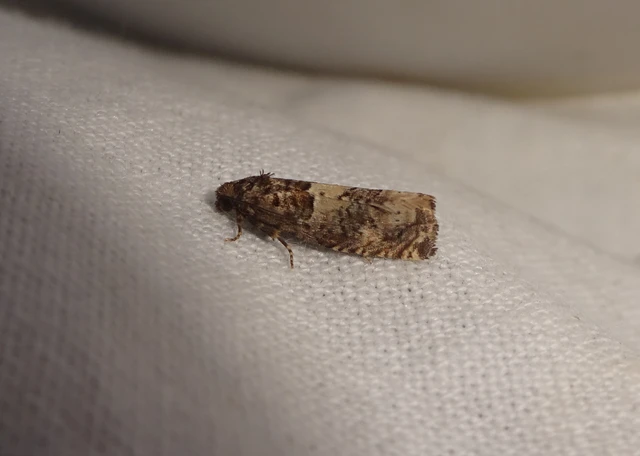 Epiblema scutulana - réti tükrösmoly