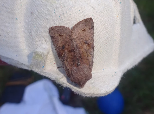 Orthosia incerta - változékony barkabagoly