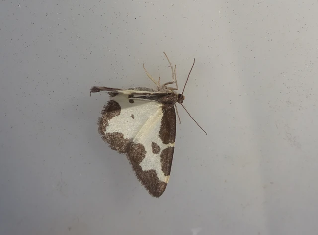 Lomaspilis marginata - szegélyes nyárfaaraszoló