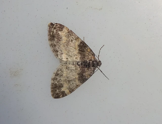 Lobophora halterata - szárnyfüggelékes araszoló