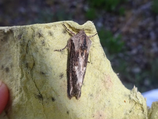 Egira conspicillaris - változékony szürkebagoly