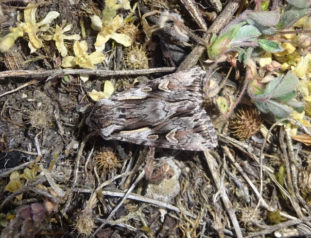 Chloantha hyperici - orbáncfű-sugarasbagoly