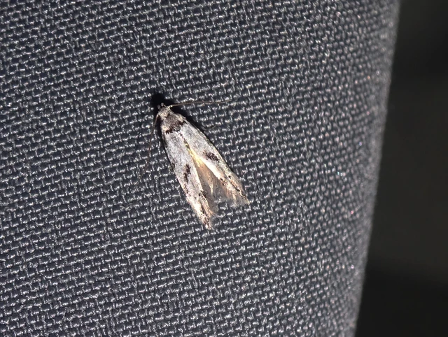 Stenolechiodes pseudogemmellus - molyhostölgyes sarlósmoly