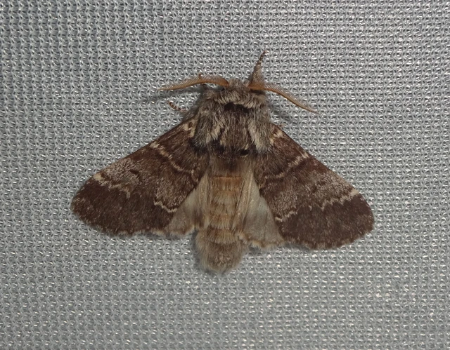 Drymonia ruficornis - cserfa-púposszövő