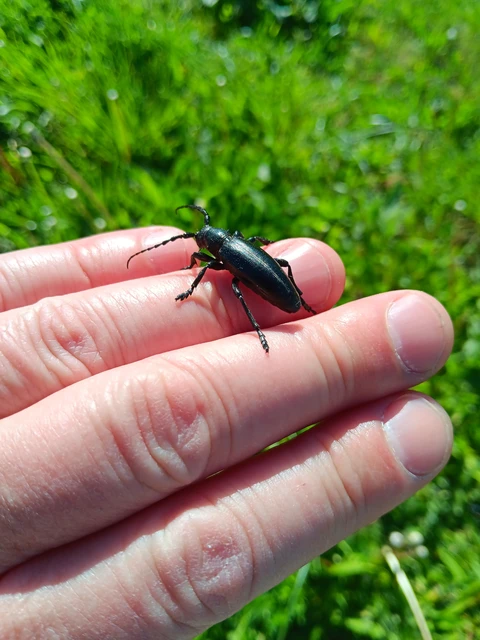 Dorcadion aethiops - fekete gyalogcincér