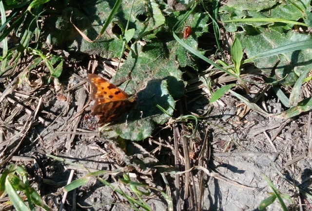 Nymphalis c-album - C-betűs lepke