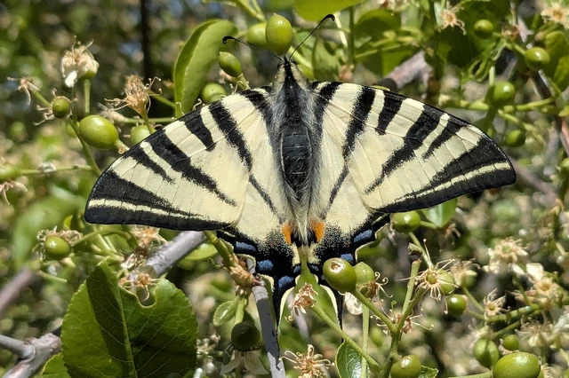 Iphiclides podalirius - kardoslepke