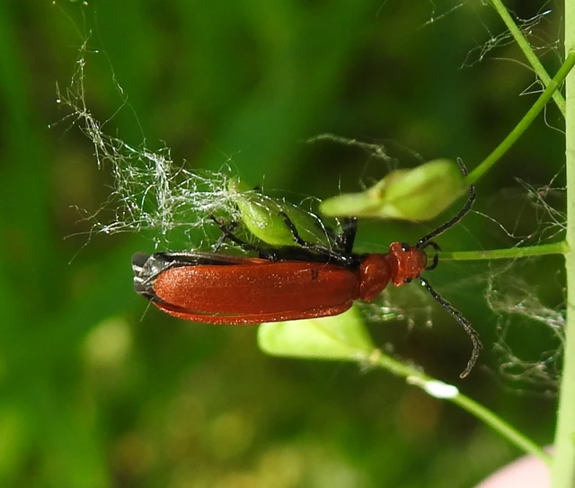 Pyrochroa serraticornis - közép-bíborbogár