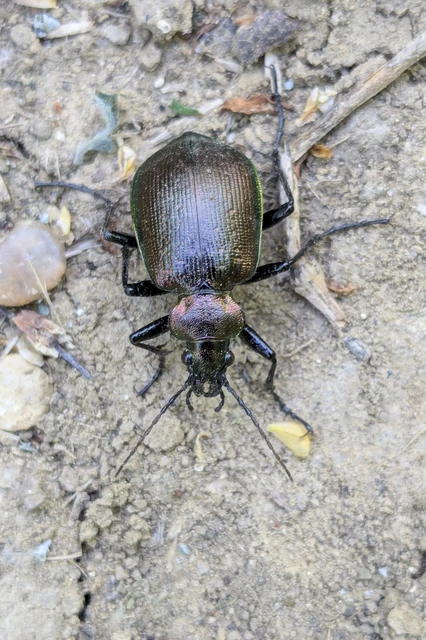 Calosoma inquisitor - kis bábrabló