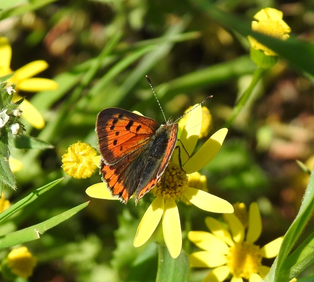Lycaena phlaeas - közönséges tűzlepke
