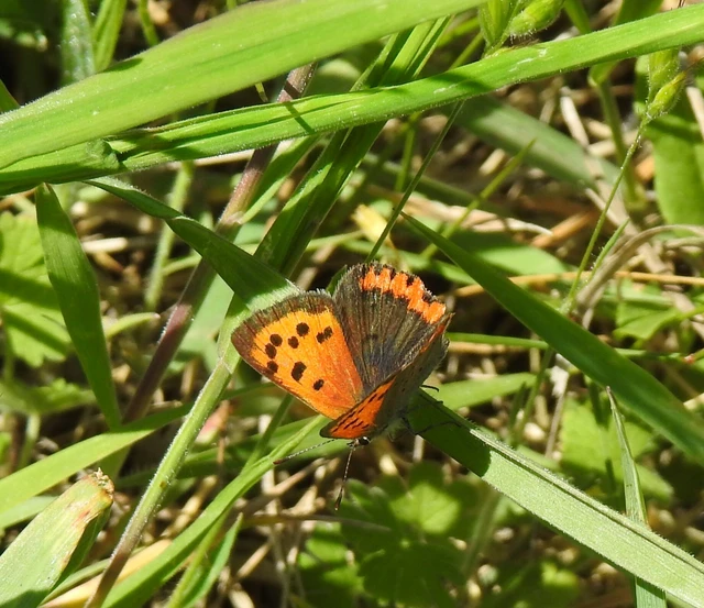 Lycaena phlaeas - közönséges tűzlepke