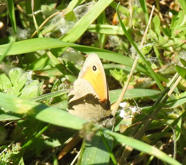 Coenonympha pamphilus - kis szénalepke