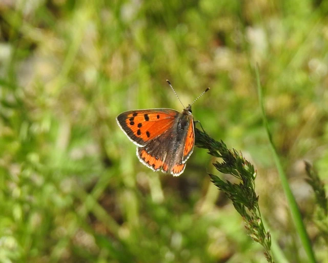 Lycaena phlaeas - közönséges tűzlepke