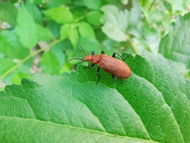 Pyrochroa serraticornis - közép-bíborbogár