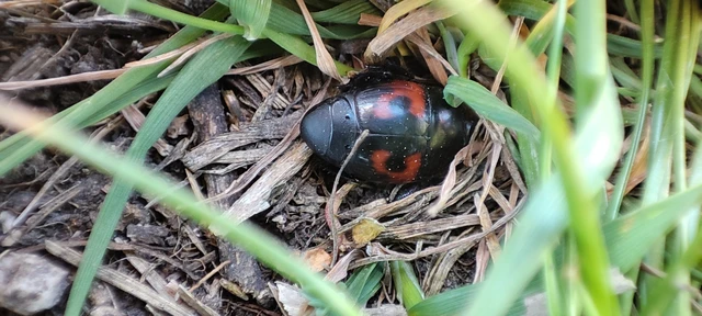 Hister quadrimaculatus - közönséges sutabogár
