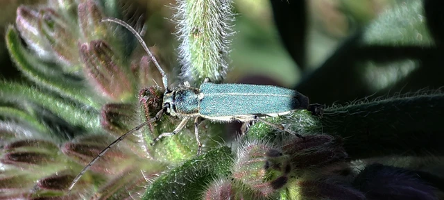 Phytoecia coerulescens - kígyósziszcincér