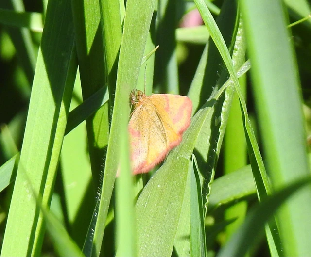 Lythria purpuraria - bíborsávos araszoló