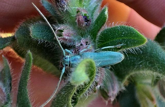 Phytoecia coerulescens - kígyósziszcincér