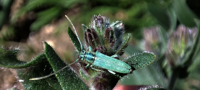 Phytoecia coerulescens - kígyósziszcincér