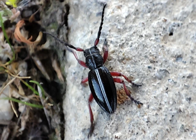 Dorcadion pedestre - kétsávos gyalogcincér Dorcadion pedestre - kétsávos gyalogcincér