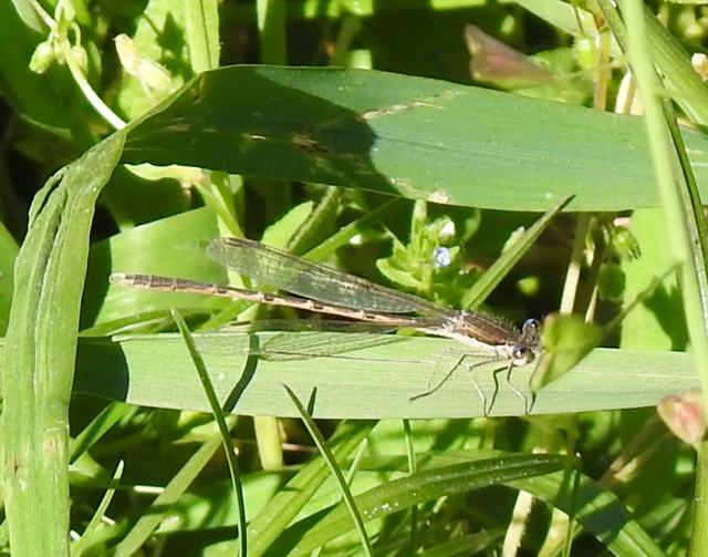 Sympecma fusca - téli rablószitakötő Sympecma fusca - téli rablószitakötő